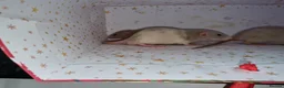 Rat rodents for sale: Baby dumbo rats - Advert 13