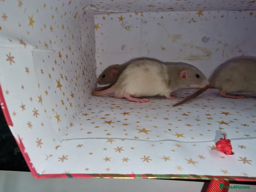 Rat rodents for sale: Baby dumbo rats - Advert 13
