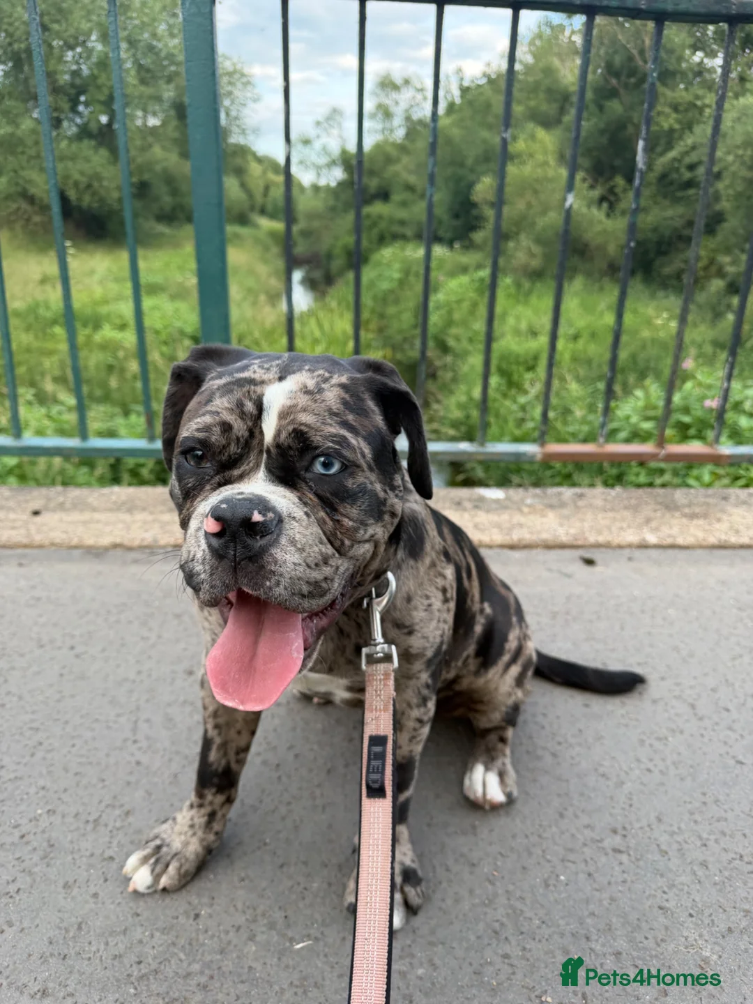 Old Tyme Bulldog dogs for sale: 6 month old tyme bulldog  - Advert 1