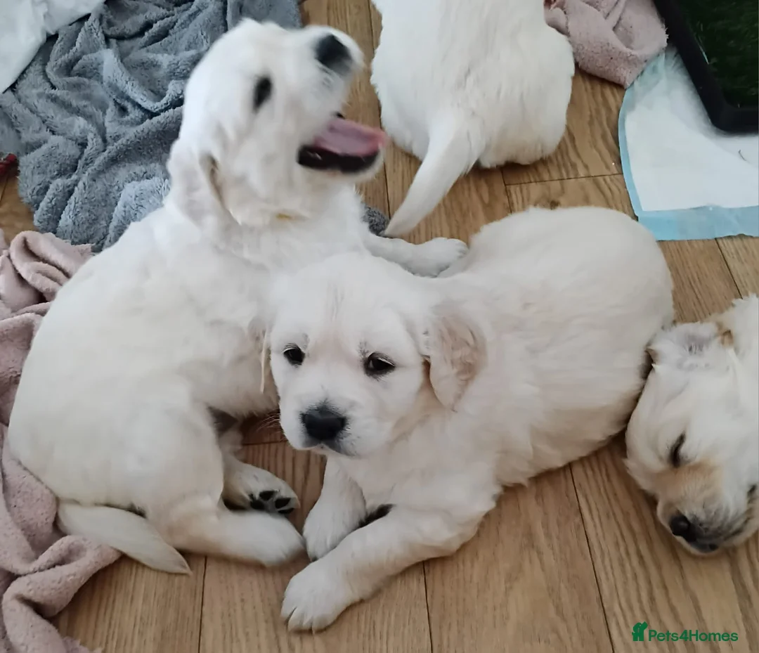 Golden Retriever dogs for sale:  Golden Retriever Puppies( only 2 girls available) - Advert 2