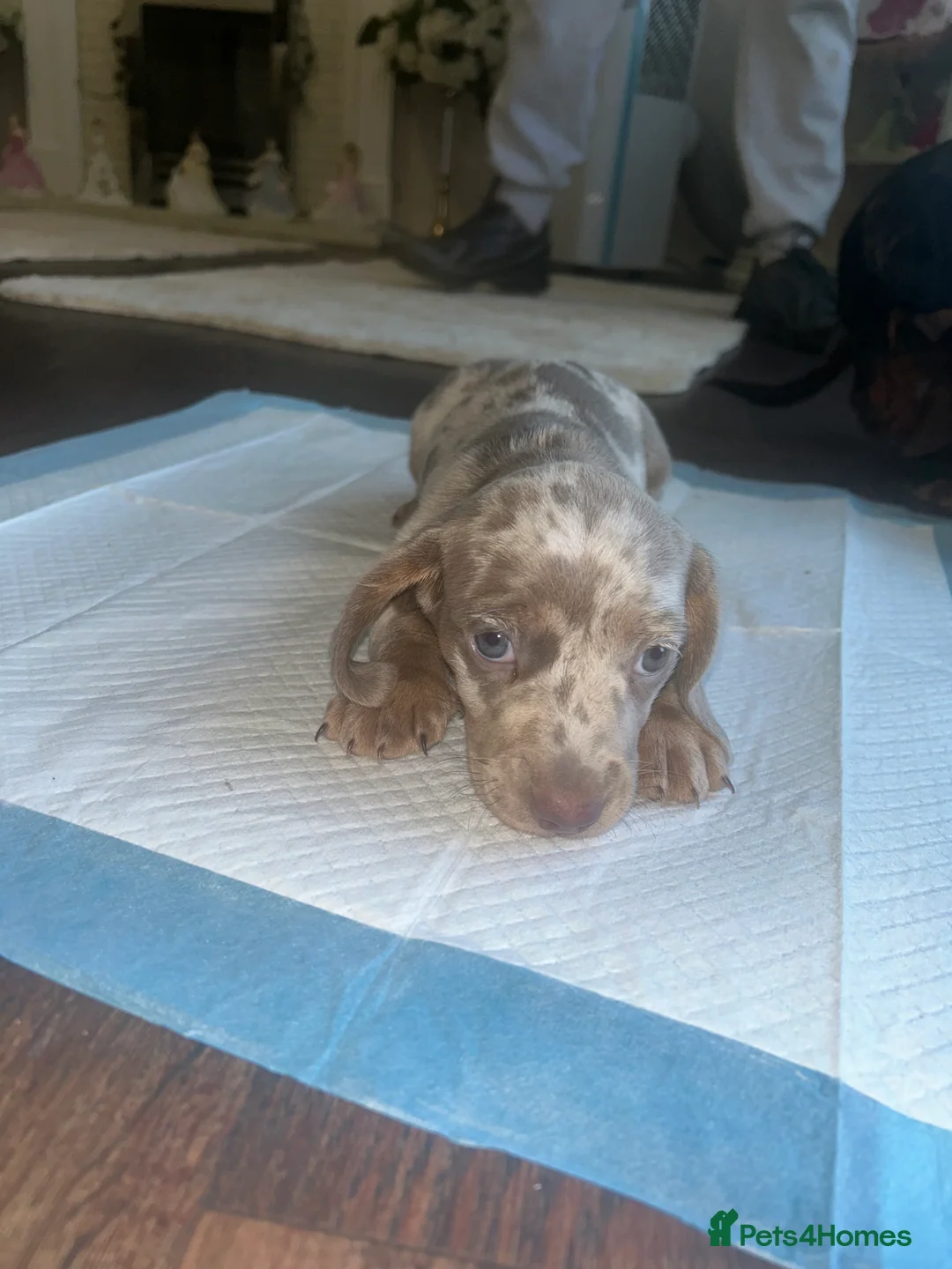 Miniature Dachshund dogs for sale: Miniature Dachshund Puppies - Advert 4
