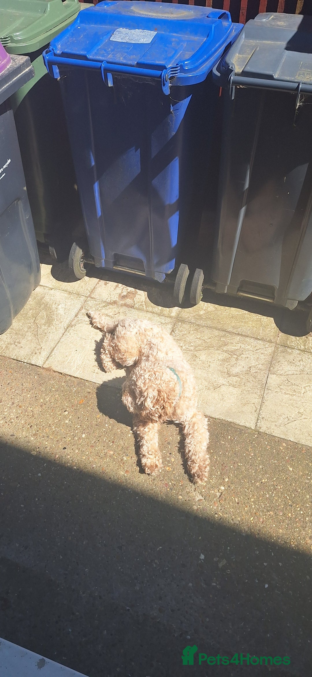 Cockapoo dogs for stud: F1 Cockapoo Stud (Unproven) - Image 1