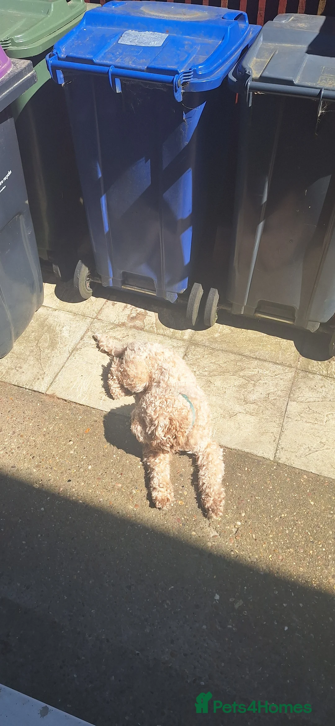 Cockapoo dogs for stud: F1 Cockapoo Stud (Unproven) - Advert 1