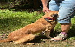 Mixed Breed dogs for adoption: Pony - Norwich Norfolk  - Image 7
