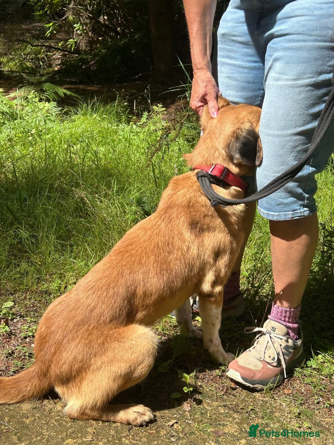 Mixed Breed dogs for adoption: Pony - Norwich Norfolk  - Image 7