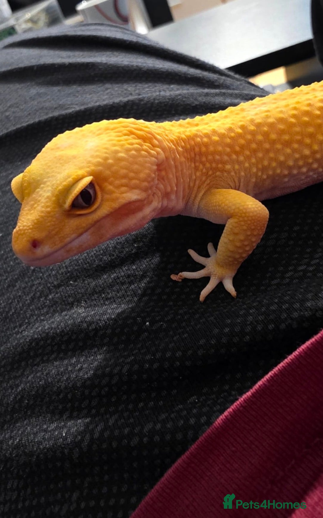 Leopard Gecko reptiles Leopard Gecko for sale with set up in Hayes - Advert 1