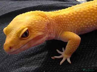 Leopard Gecko reptiles Leopard Gecko for sale with set up in Hayes - Advert 1