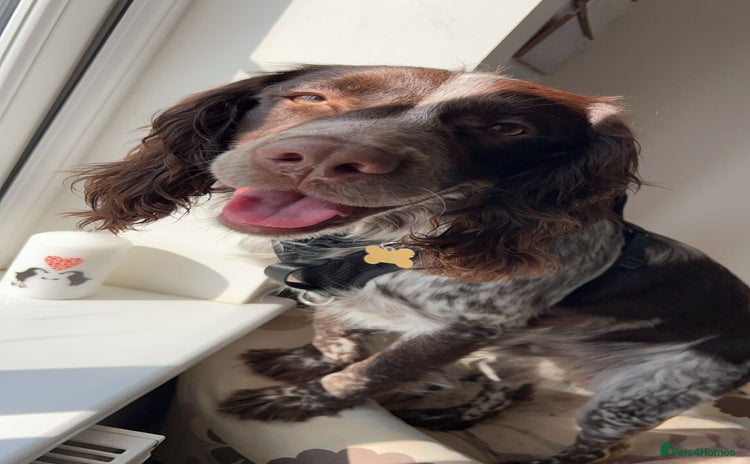 Sprocker dogs - Advert 8