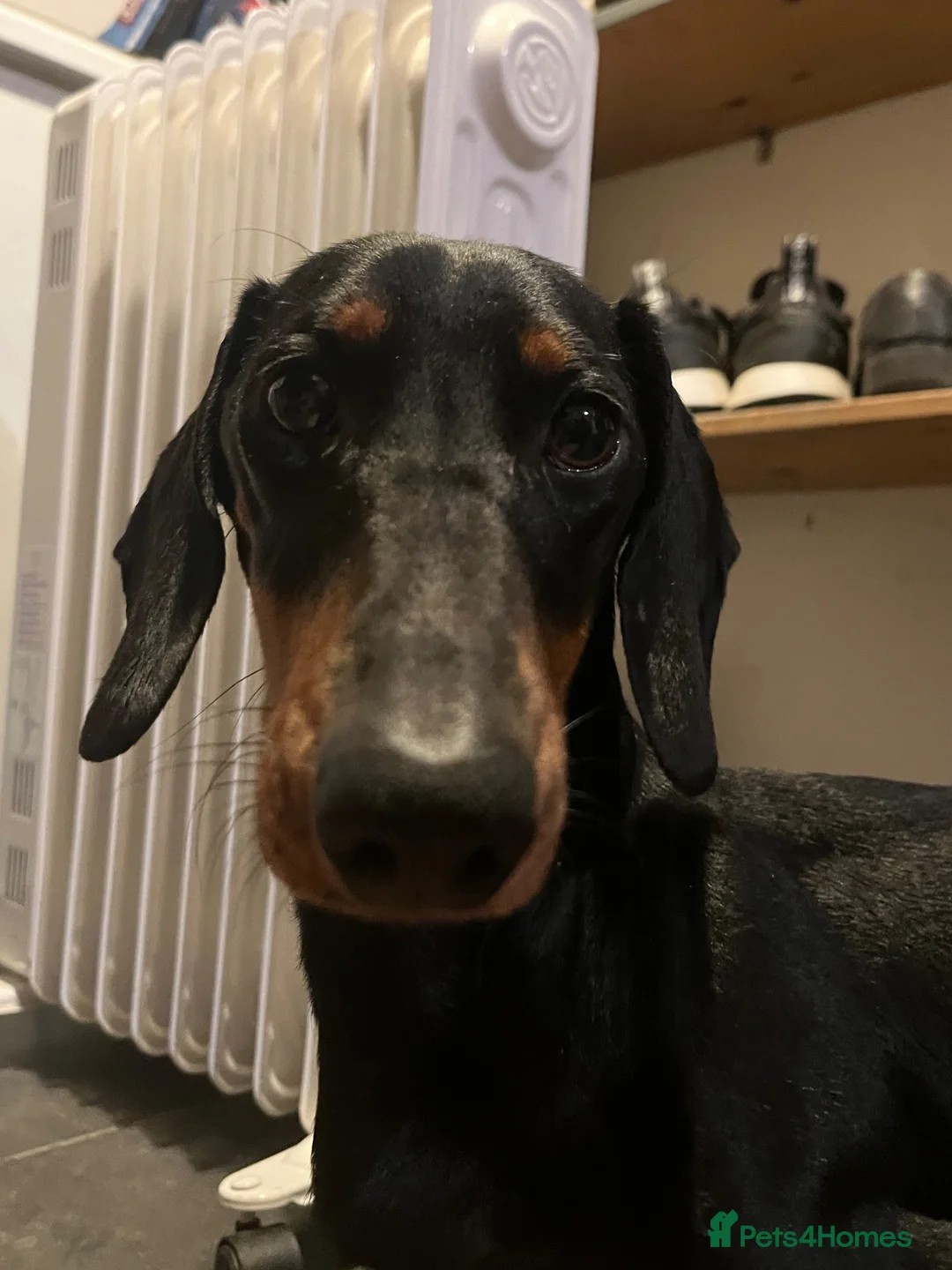 Mixed Breed dogs for sale: Dachshund X border collie - Advert 1