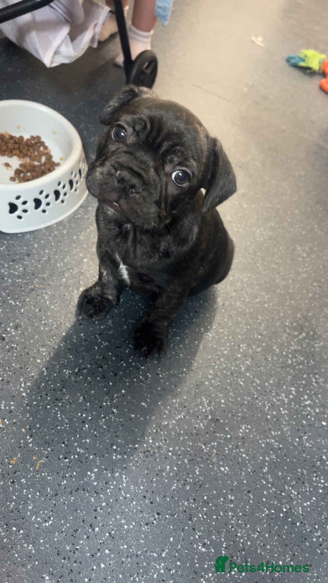 French Bulldog dogs for sale: Puppie for sale  - Image 3