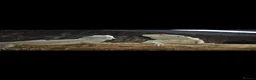 Bearded Dragon reptiles for sale: Bearded dragon with full setup  - Advert 3