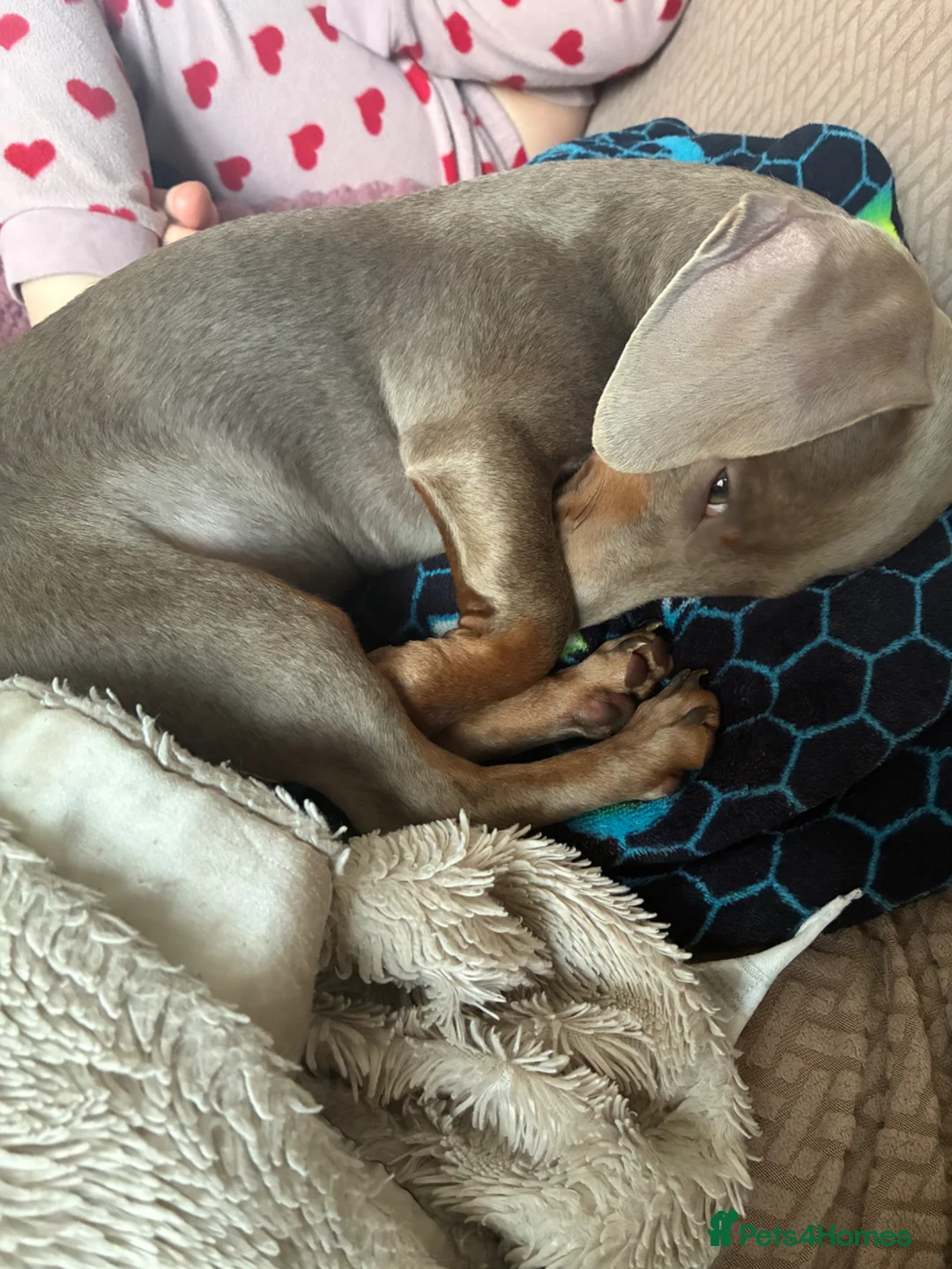 Miniature Dachshund dogs for sale: Miniature Dachshund  in Colchester - Advert 3