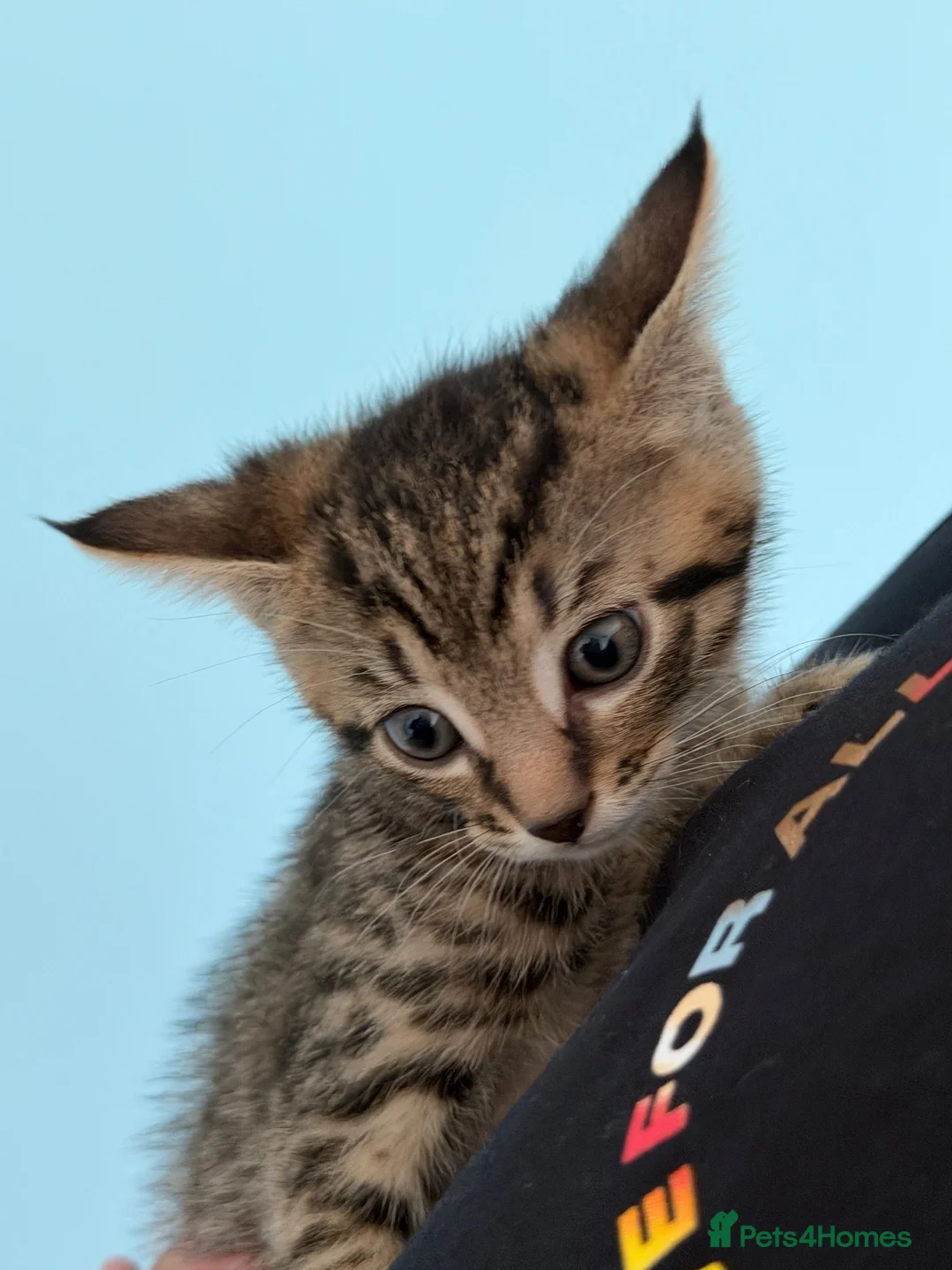 Mixed Breed cats for sale: Beautiful kittens  - Advert 13