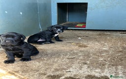 Mixed Breed dogs for sale: PUGGLES - Image 3