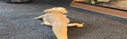 Bearded Dragon reptiles for sale: Male bearded dragon with full setup  in Glasgow - Advert 6