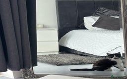 British Shorthair cats for sale: Kittens for loving homes in Welwyn Garden City - Image 18