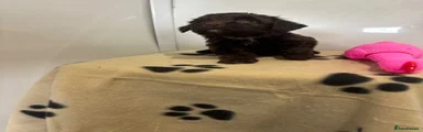 Cockapoo 6