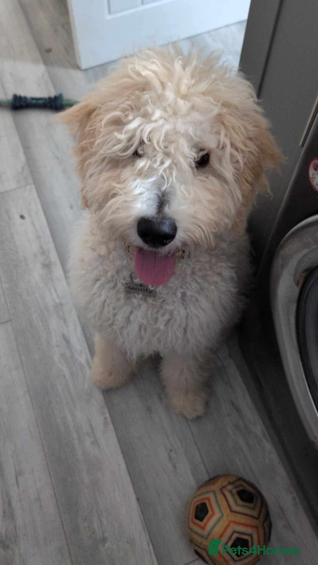 Goldendoodle dogs 7 month old goldendoodle for sale  - Advert 3