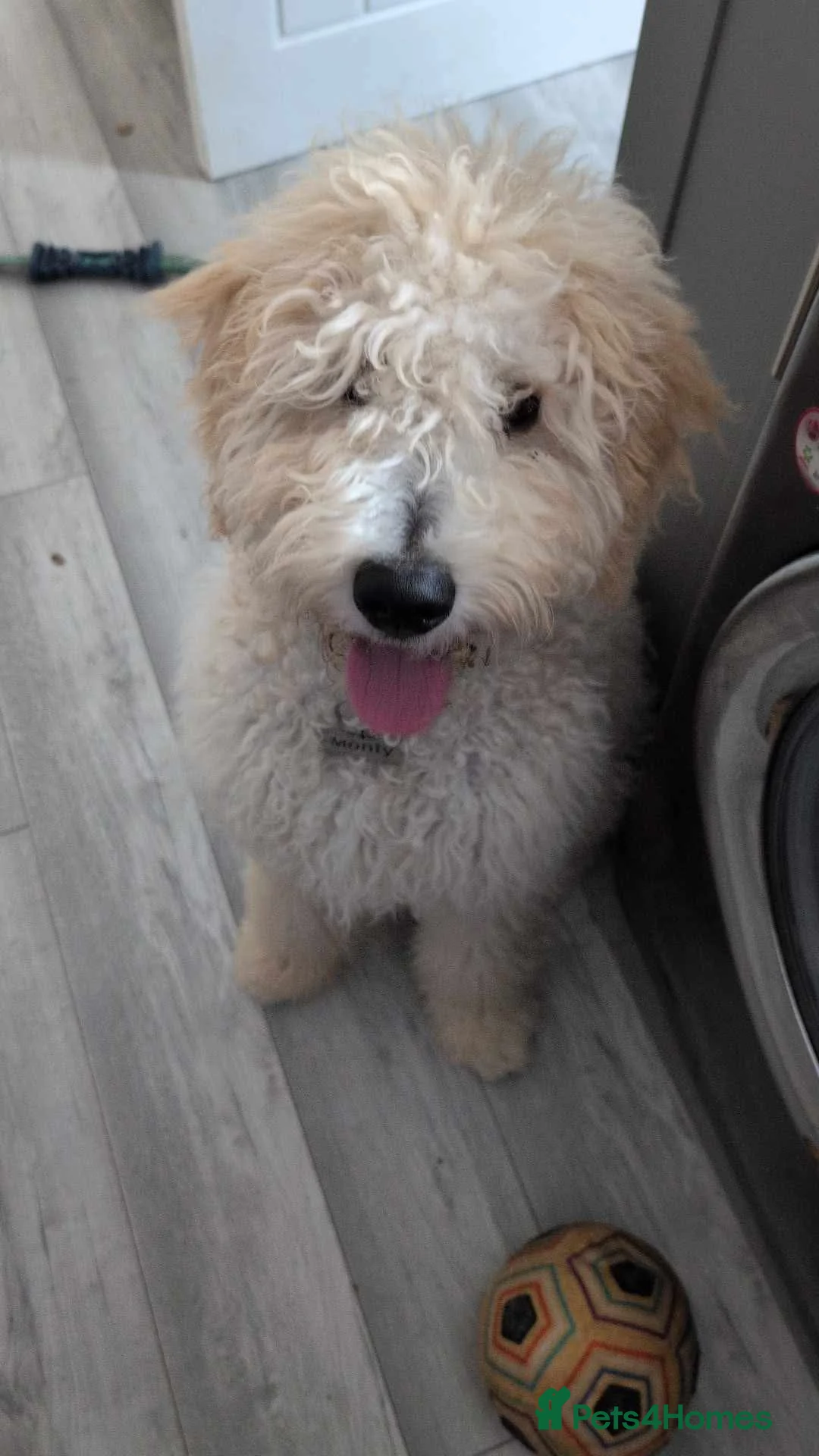 Goldendoodle dogs for sale: 7 month old goldendoodle for sale  in Banbridge - Advert 1