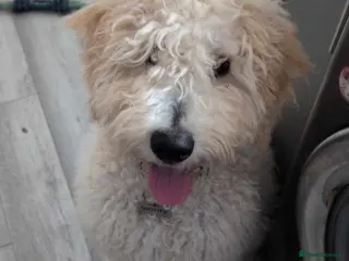 Goldendoodle dogs 7 month old goldendoodle for sale - Advert 3