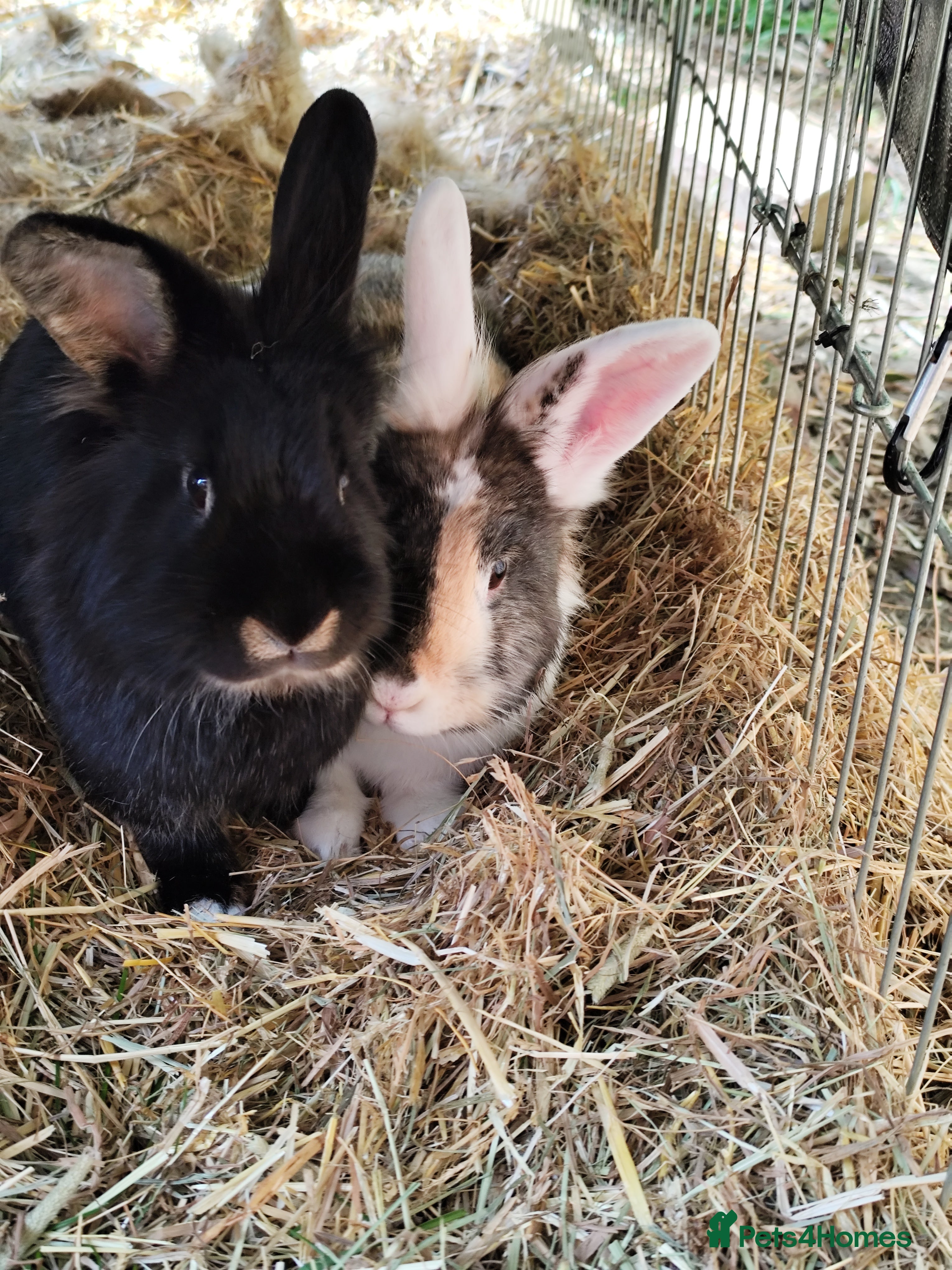 Mixed Breed rabbits Bunnies for adoption - Advert 2