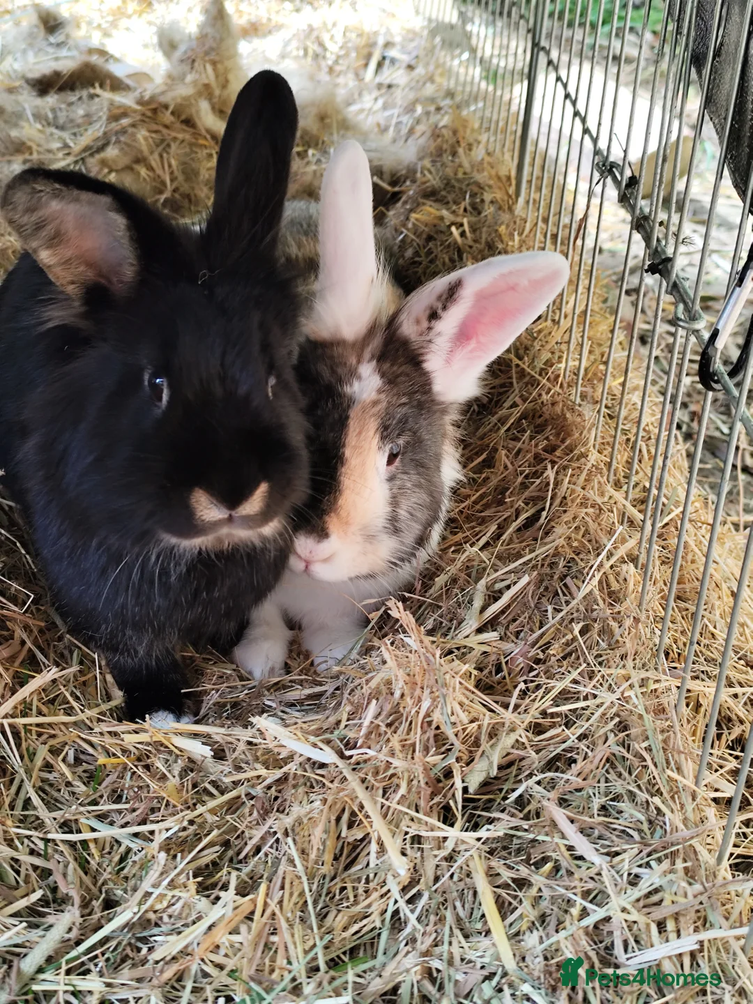 Mixed Breed rabbits for sale: Bunnies for adoption - Advert 1