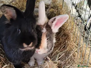 Mixed Breed rabbits Bunnies for adoption - Advert 2
