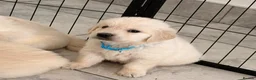 Golden Retriever dogs for sale: Kc registered fully health tested parents  - Advert 7