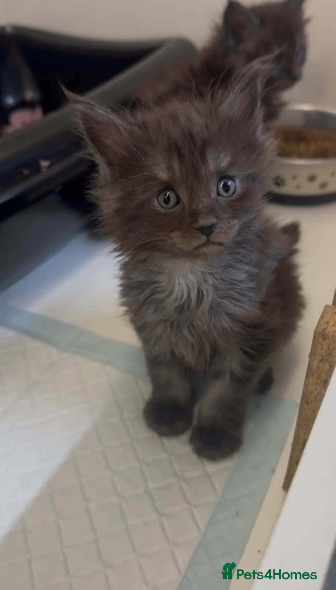 Maine Coon cats for sale: Ready in 1week Female Maine Coon Kittens Available - Advert 21