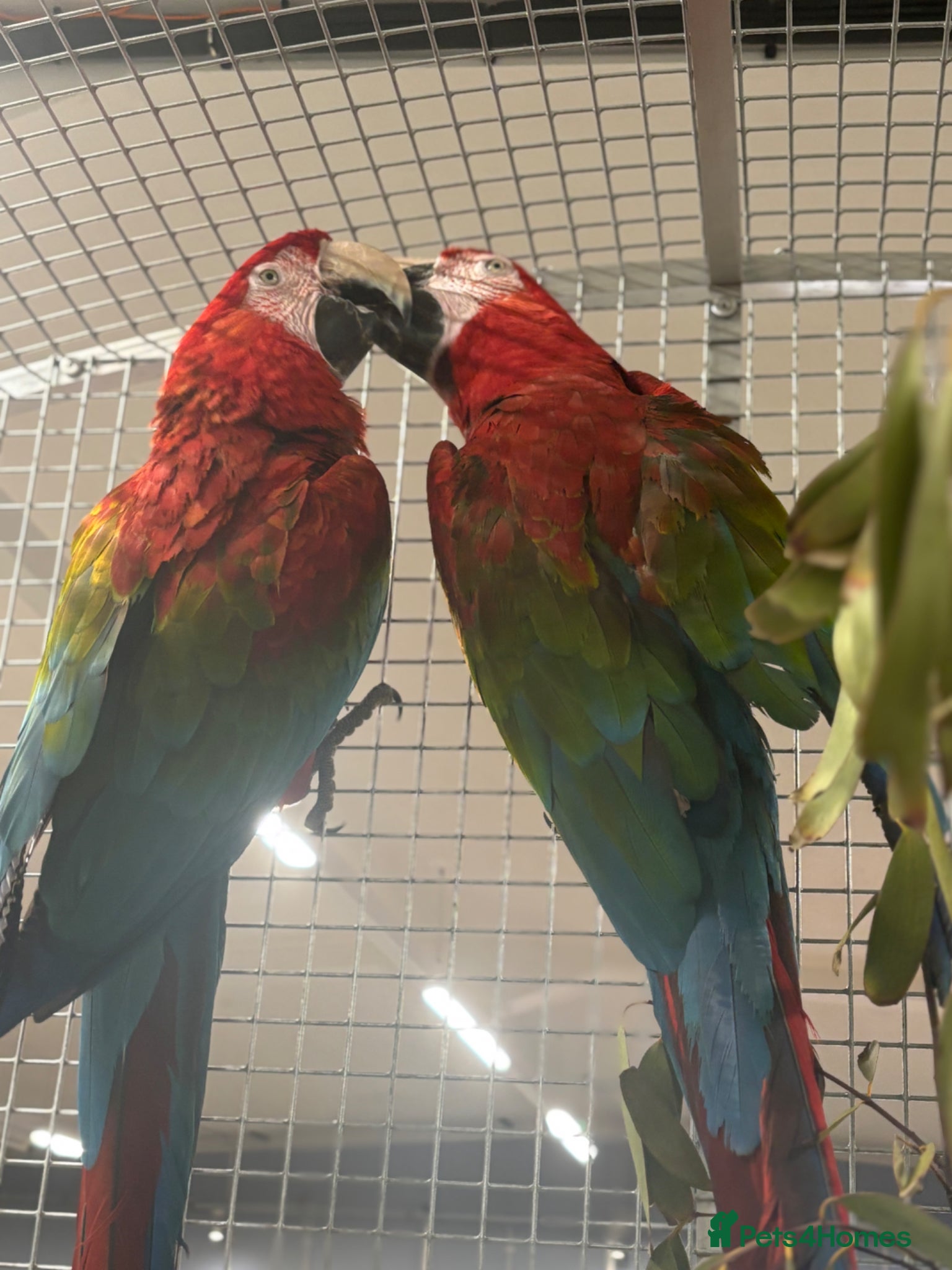 Macaws birds Gorgeous bonded Proven pair of Greenwing Macaws  - Advert 1