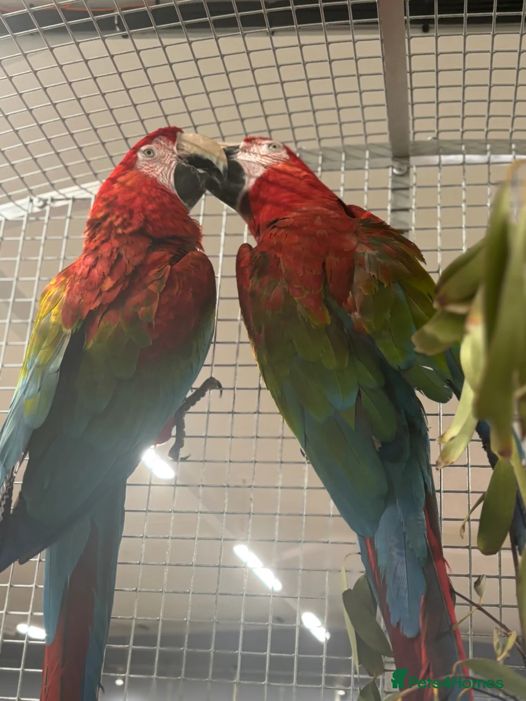 Macaws birds for sale: Gorgeous bonded Proven pair of Greenwing Macaws  - Advert 1