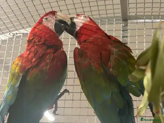 Macaws birds for sale: Gorgeous bonded Proven pair of Greenwing Macaws - Advert 3