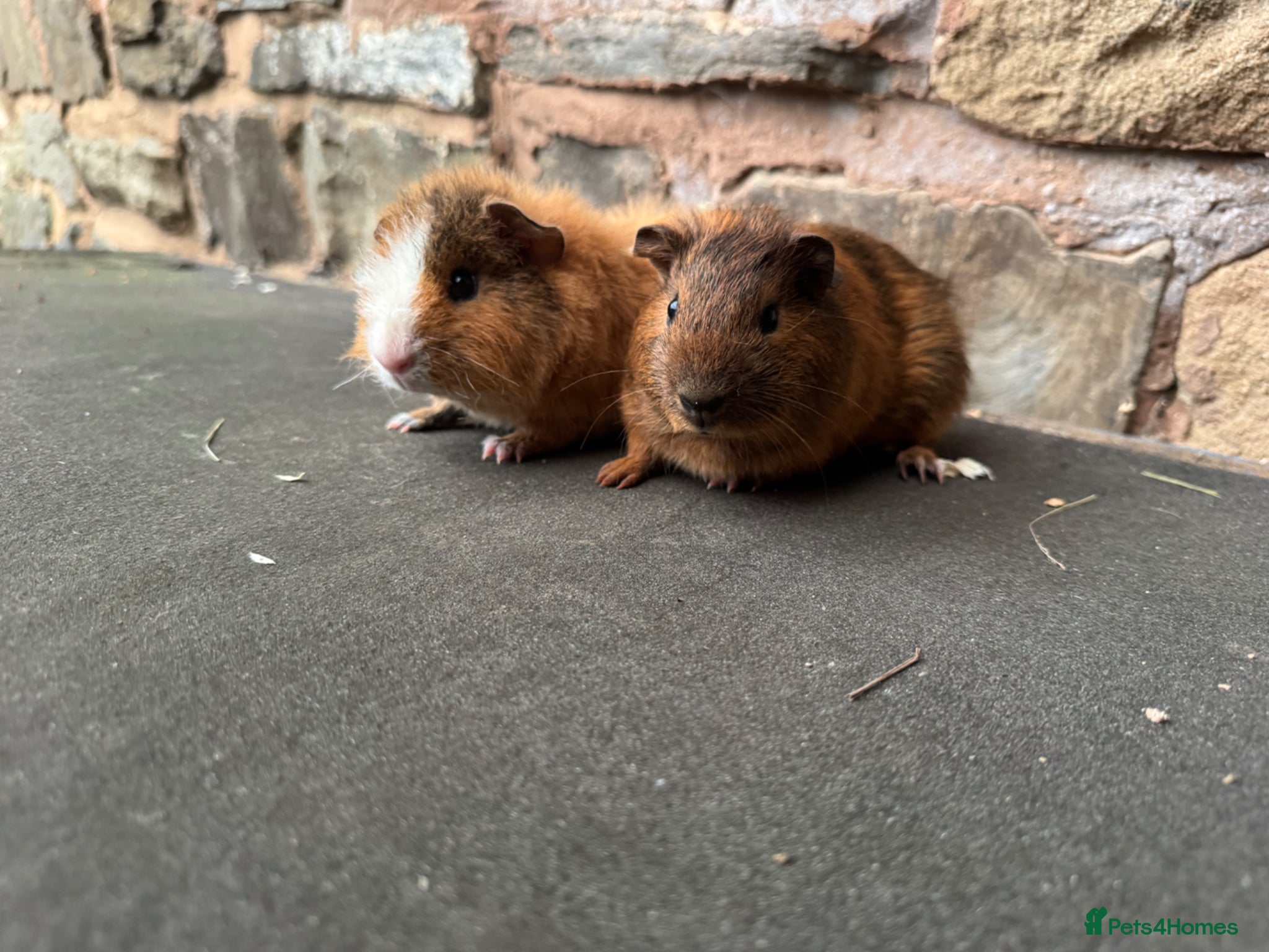 Guinea Pig rodents Baby male guinea pigs for sale  - Advert 2
