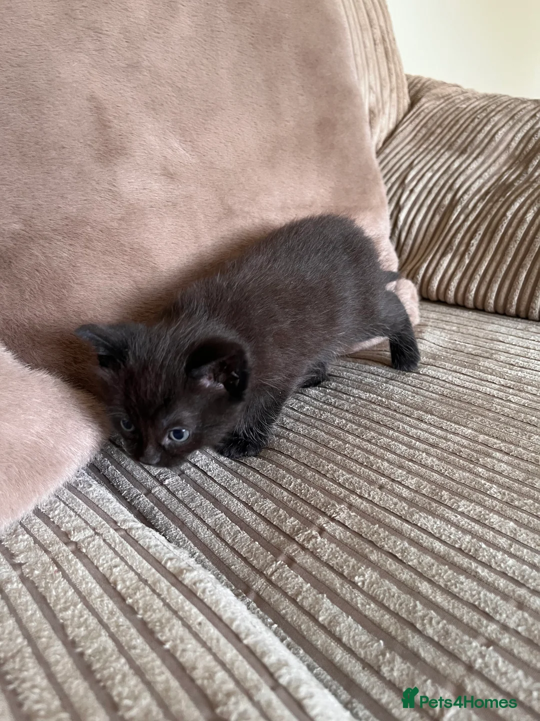 Mixed Breed cats for sale: Grey and black striped kittens For Sale - Advert 22