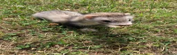 Ferret rodents for sale: Ferret Kits for sale  in Spalding - Advert 4