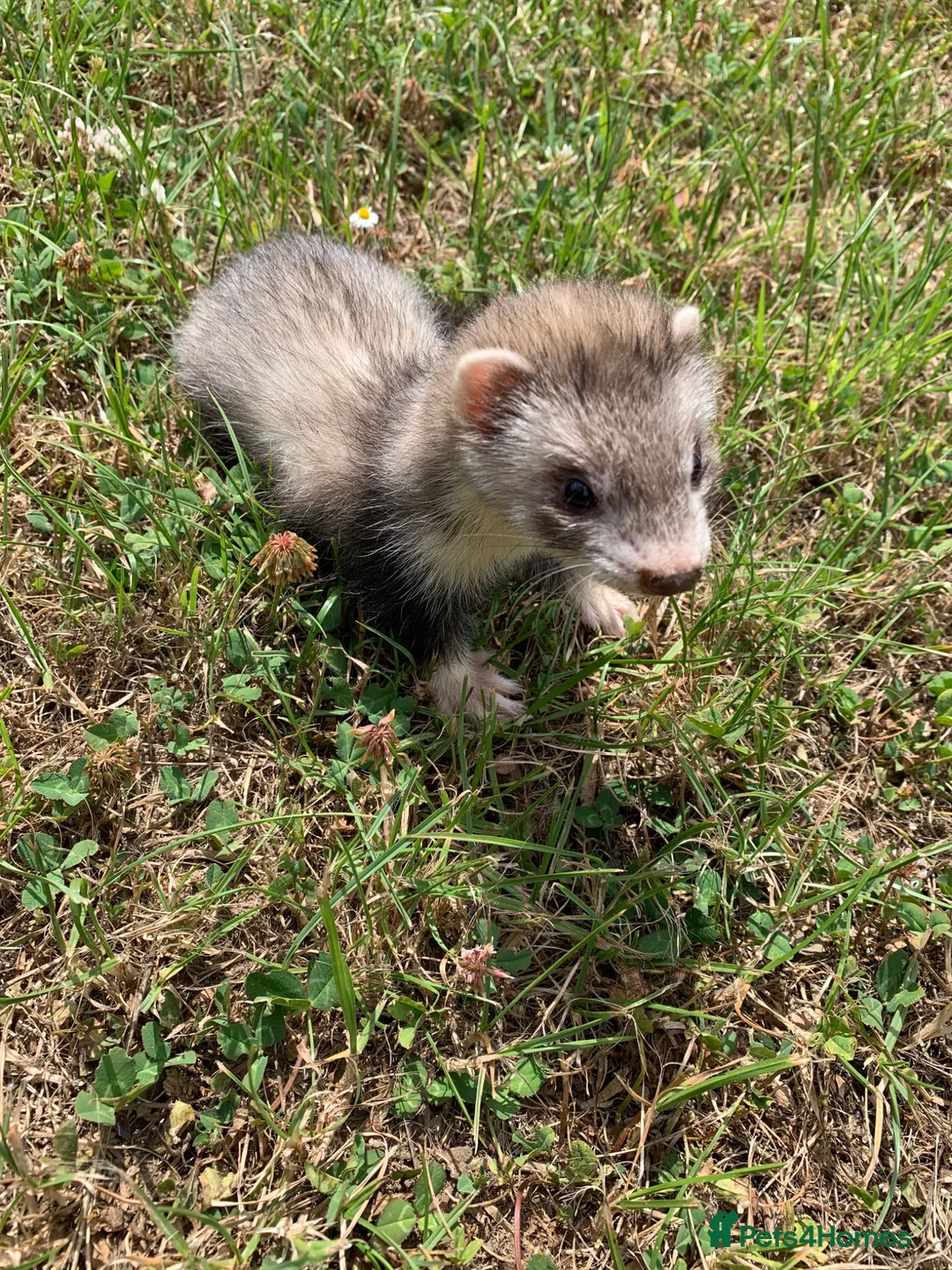 Ferret rodents for sale: Ferret Kits for sale  in Spalding - Advert 4