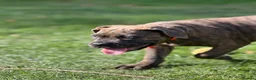 Cane Corso dogs for sale: IKC/FCI❤️Two beautiful Females❤️ in London - Advert 18