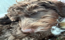 Cockapoo dogs for sale: Cocoa Bean Cockapoo  - Advert 7