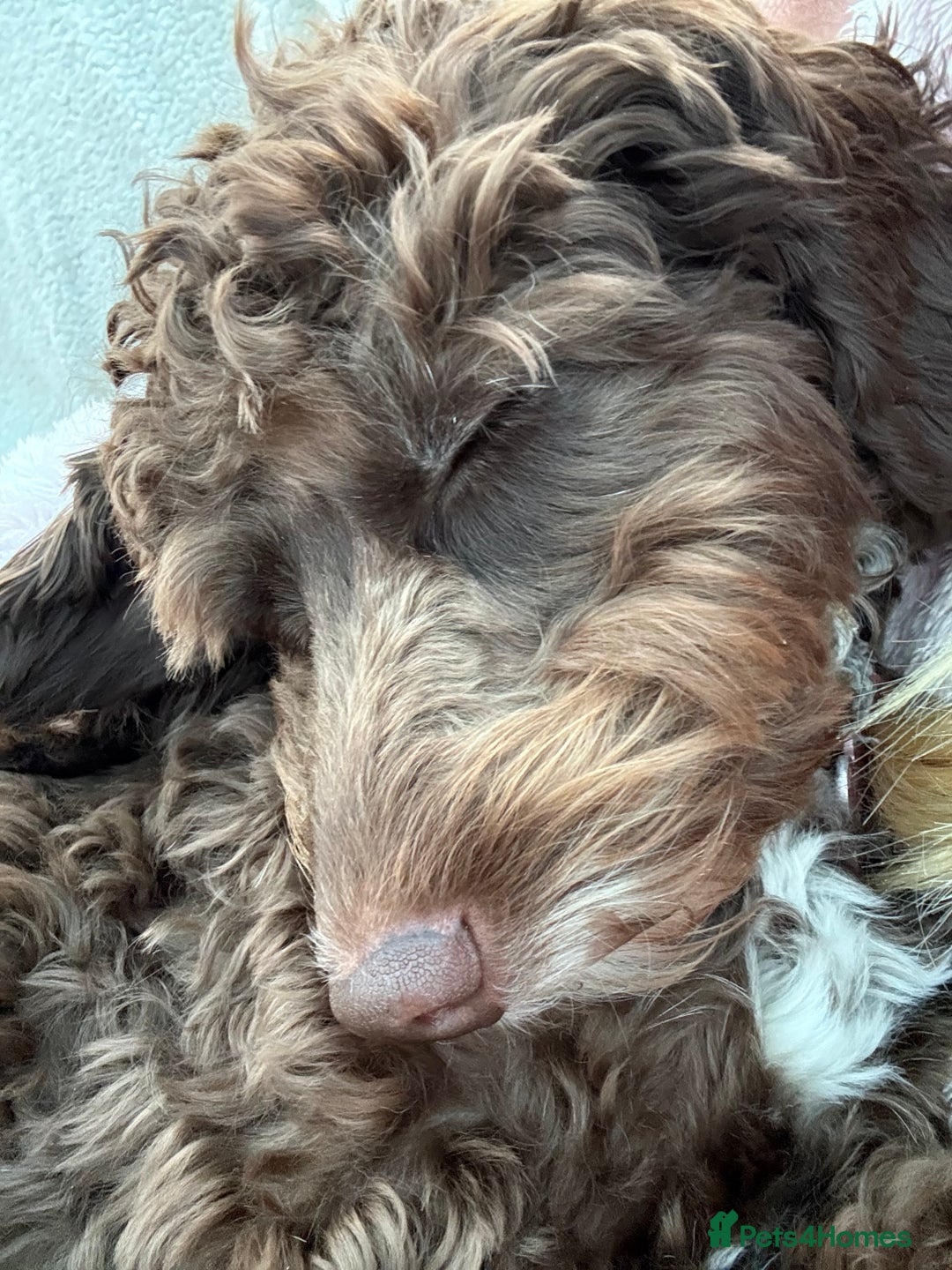 Cockapoo dogs for sale: Cocoa Bean Cockapoo  - Advert 7