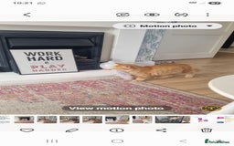 British Longhair cats for sale: Two beautiful ginger kittens for salekittens  - Image 5