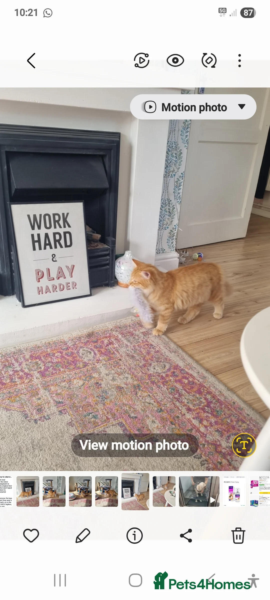 British Longhair cats for sale: Two beautiful ginger kittens for salekittens  - Advert 5