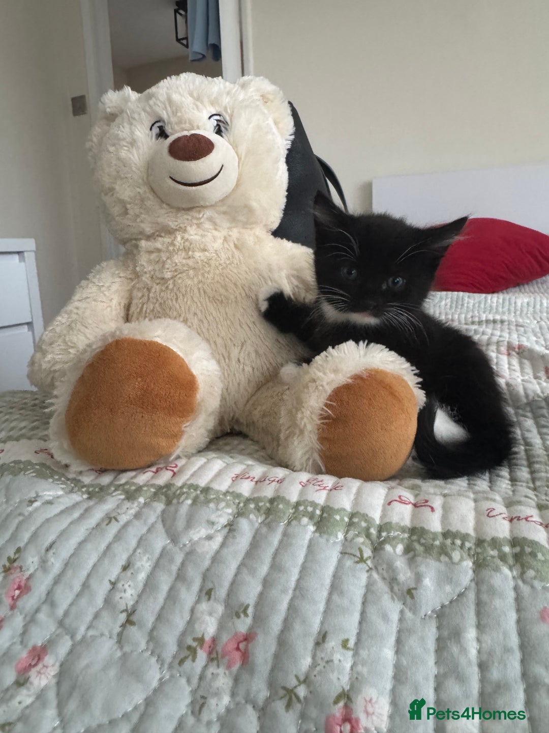 Bombay cats for sale: Cute Kittens for sale  - Image 14