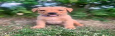 Labrador Retriever 6