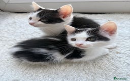 Ragdoll cats for sale: Male kittens  - Image 3