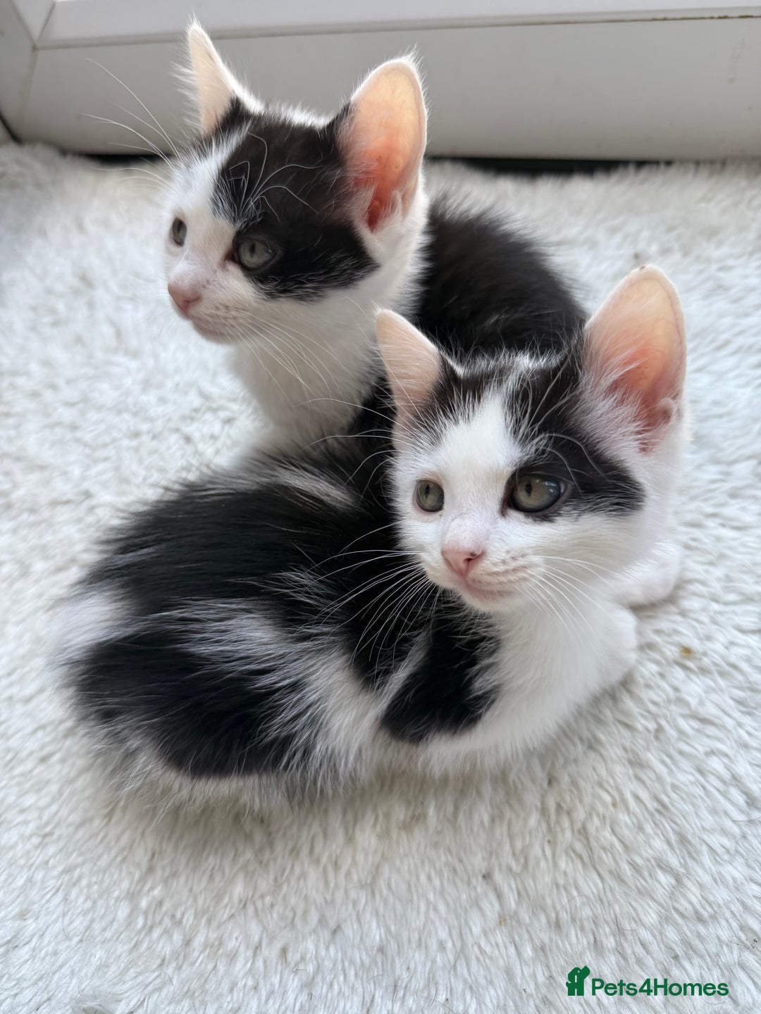 Ragdoll cats for sale: Male kittens  - Image 3