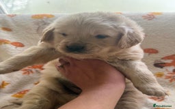 Golden Retriever dogs for sale: 🐾 Adorable 5-Week-Old Golden Retriever Puppies 🐾 - Image 3