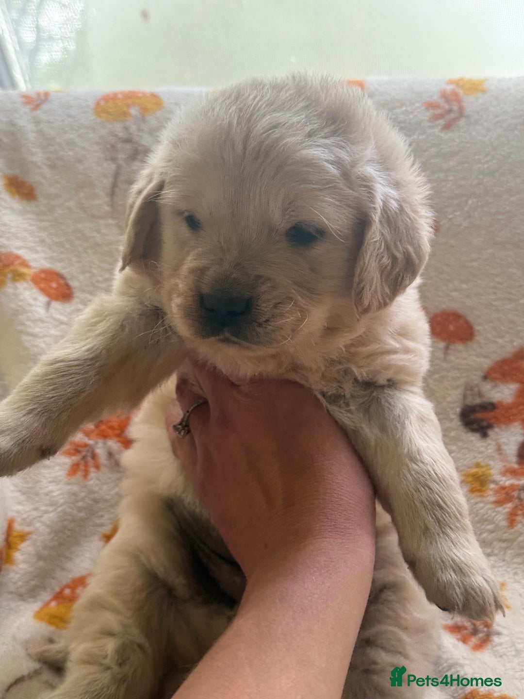 Golden Retriever dogs for sale: 🐾 Adorable 5-Week-Old Golden Retriever Puppies 🐾 - Image 3