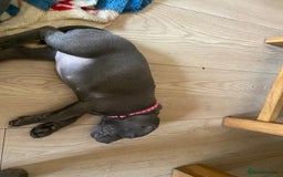 Staffordshire Bull Terrier dogs for sale: solid blues - Image 5