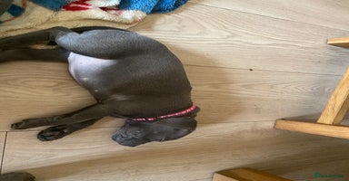 Staffordshire Bull Terrier dogs - Advert 4