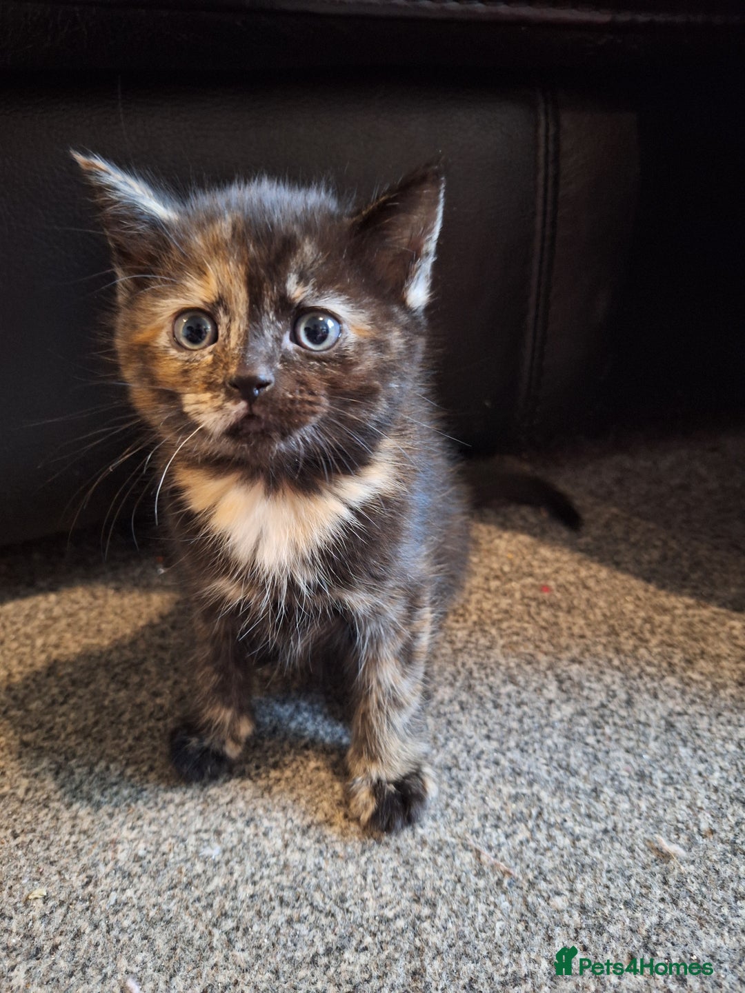 Mixed Breed cats for sale: Mix breed kittens, 1/4 ragdoll  - Advert 20